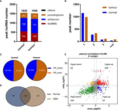 The N6-Methyladenosine-Modified Pseudogene HSPA7 Correlates With the Tumor Microenvironment and Predicts the Response to Immune Checkpoint Therapy in Glioblastoma